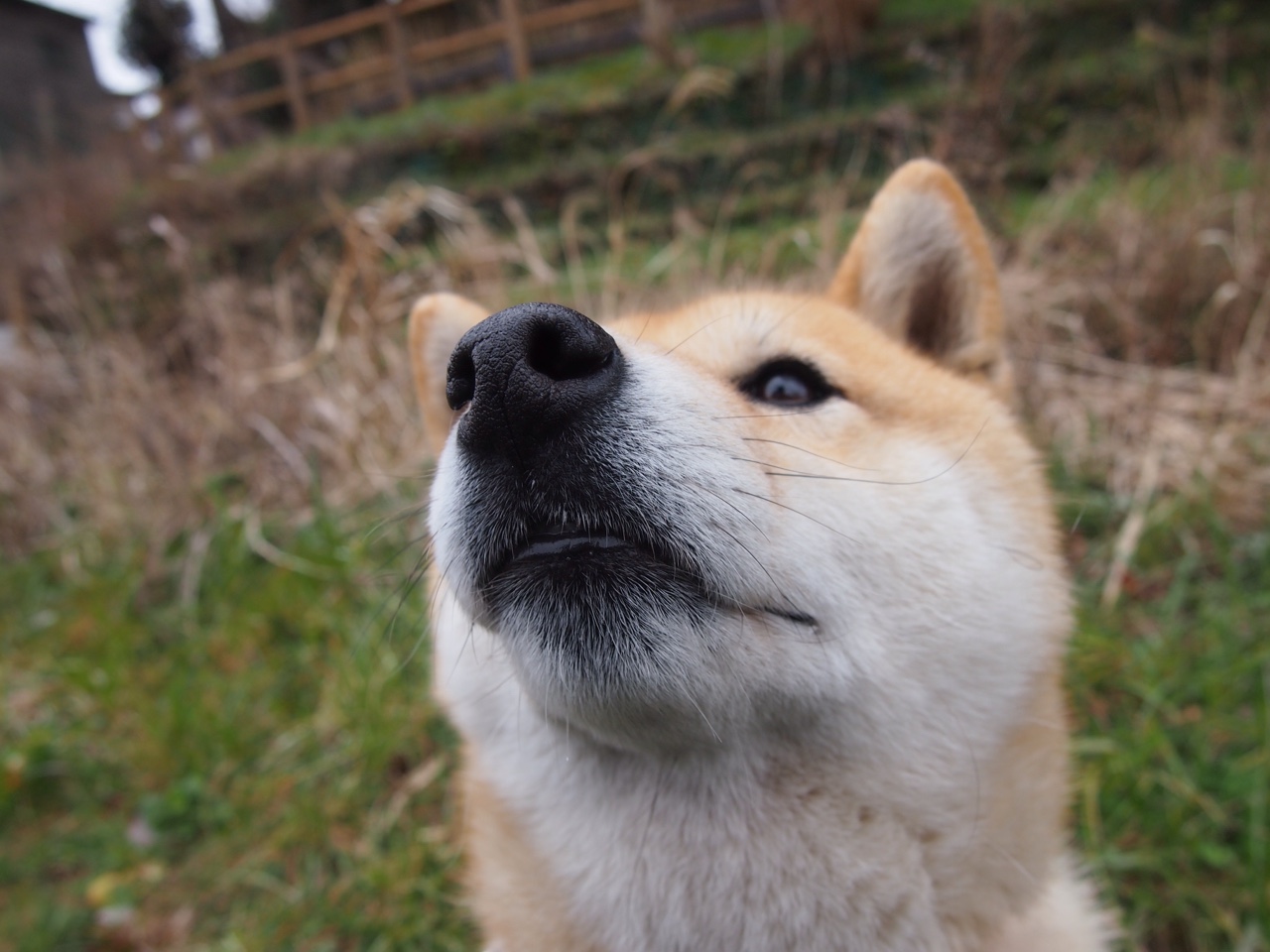 当拜仁踏平亚特兰大,三笘薰在东决接管比赛,跨越大陆的胜利叙事