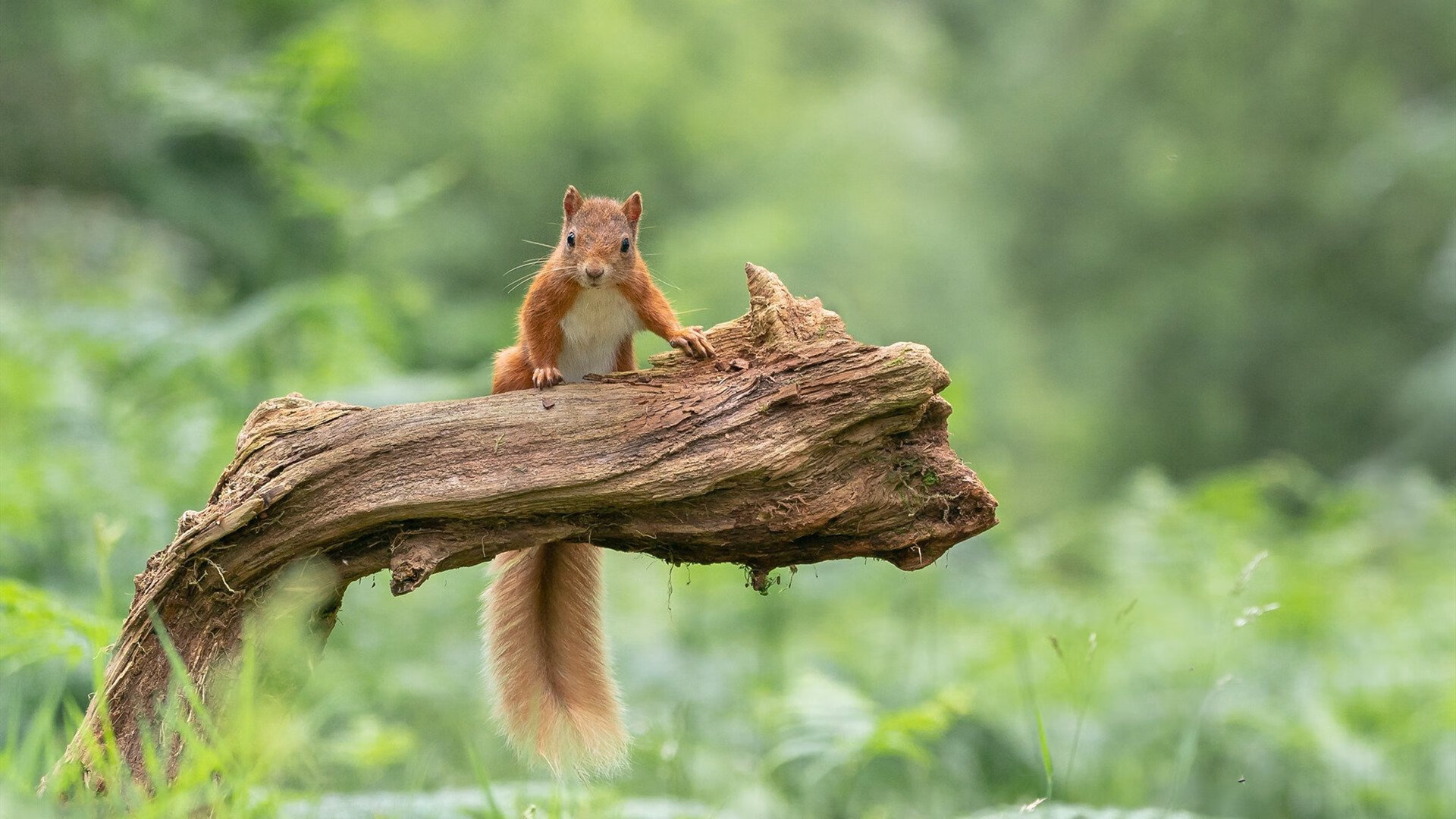 梅西一锤定音，西班牙阳光下的那不勒斯叹息