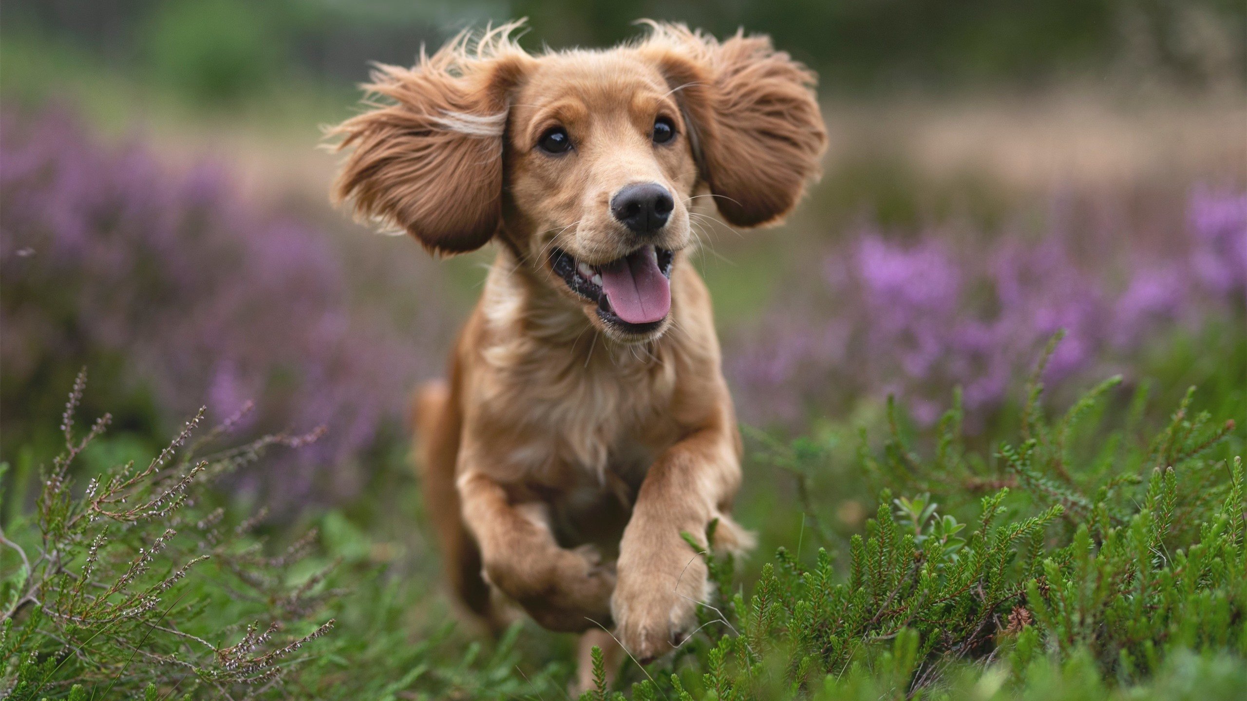 几内亚奇迹，欧冠半决赛焦点战，最后时刻的逆袭与德国战车的叹息